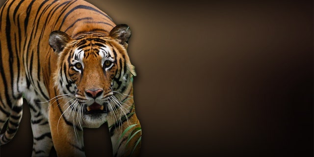 The tiger (not pictured) retreated to the back of its enclosure after being shot. It was later pronounced dead.