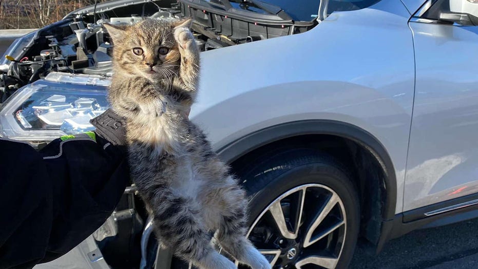 Family finds kitten trapped in car engine while driving, adopts it