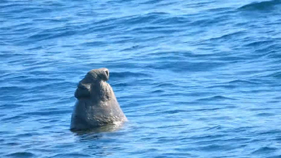 Rare elephant seal spotted napping near California coast
