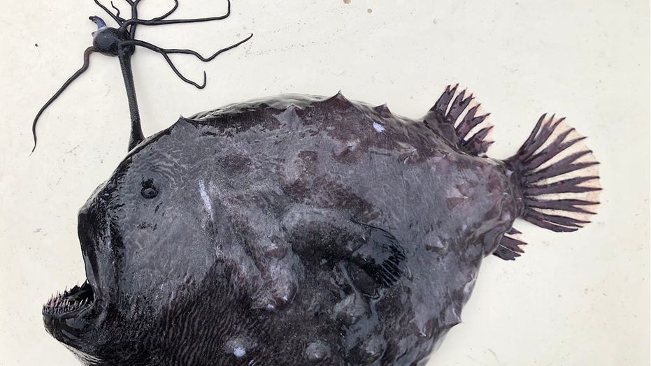 Rare deep sea fish found washed ashore near San Diego