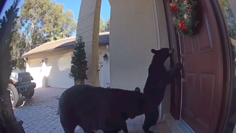 Bear tries to open family’s front door on Christmas day in Florida
