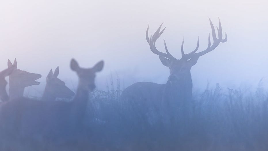 メイン州では最高の鹿狩りが見られます 5 数十年