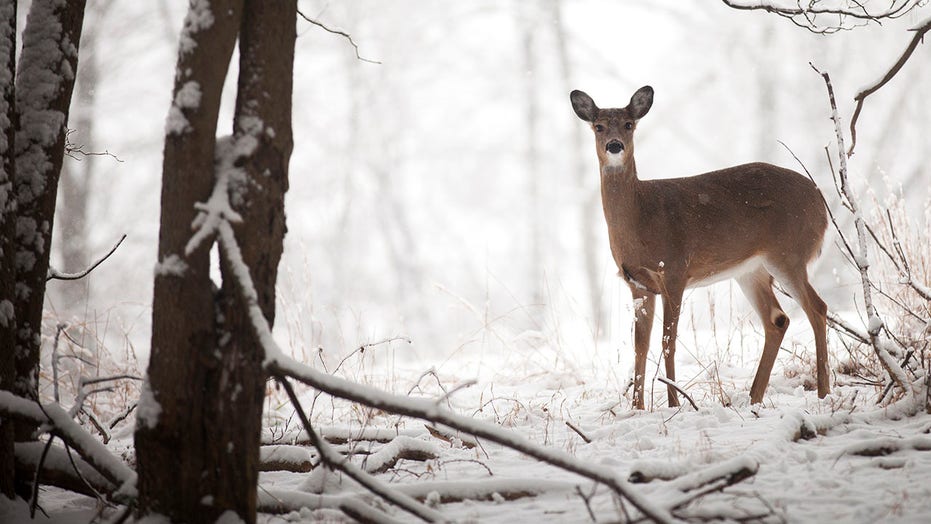 Montana extends deer hunting season due to Chronic Wasting Disease concerns