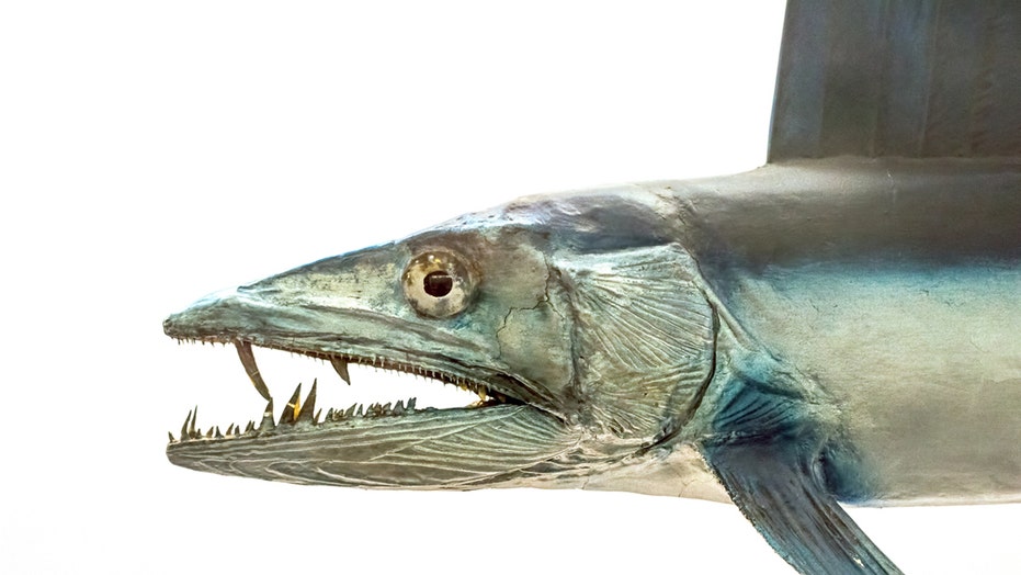 Cannibalistic lancetfish found on California beach