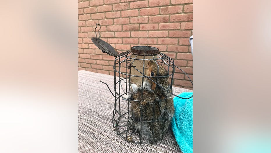 Woman finds squirrel wedged inside squirrel-proof bird feeder
