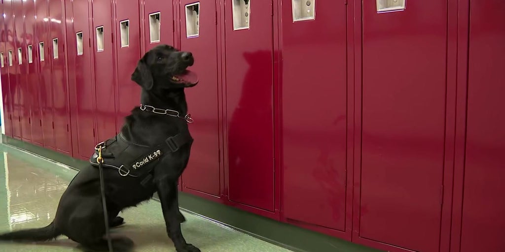 COVID-19 detecting K-9s part of new initiative to sniff out the virus and prevent outbreaks - Vimarsana News