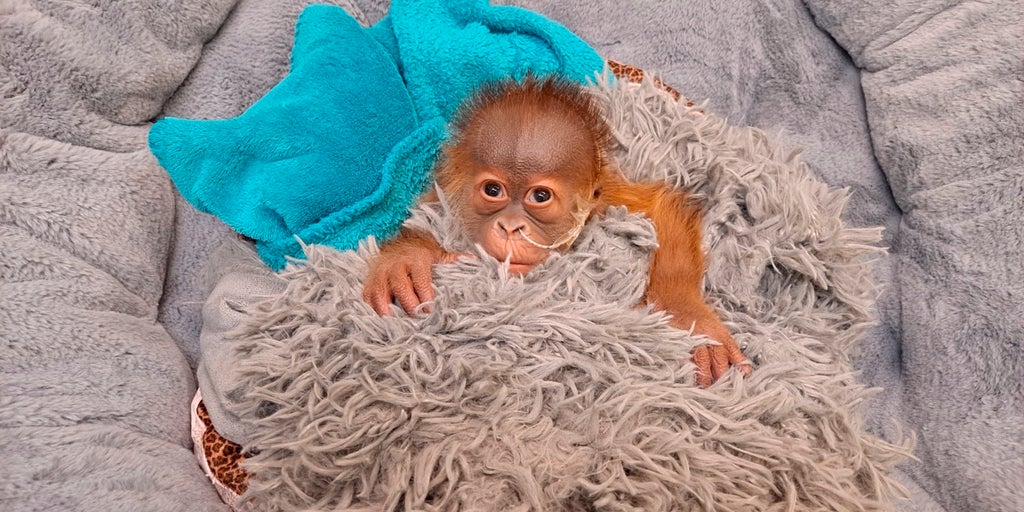 Bottle-fed baby orangutan at New Orleans zoo fascinates other apes - Vimarsana News