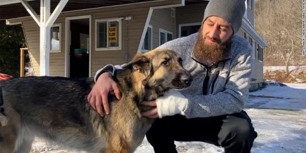 'Guardian angel' dog leads police to badly injured owner after highway crash - Vimarsana News