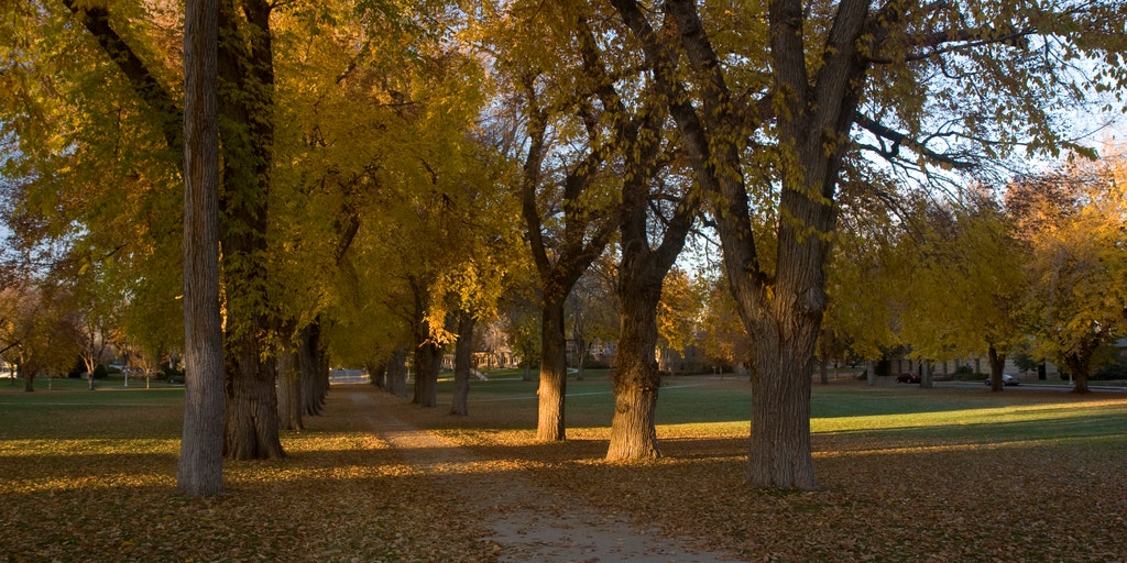 Colorado State University has 17 different resources to help students 'affected' by 'free speech' - Vimarsana News