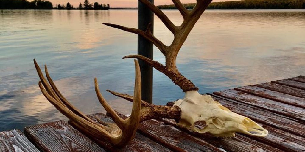 Recently discovered record-breaking deer sat in hunter's garage for decades - Vimarsana News