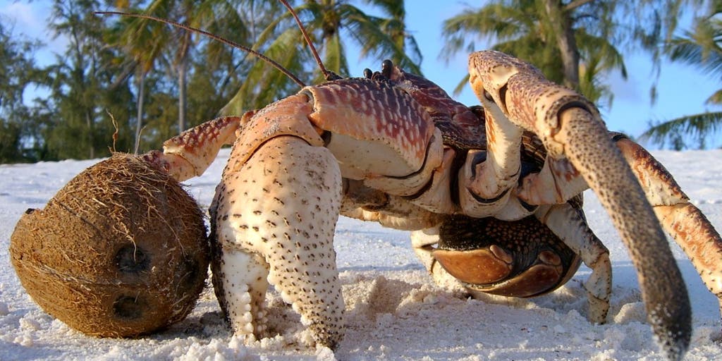 GO COLTS GO! - Two Crabs