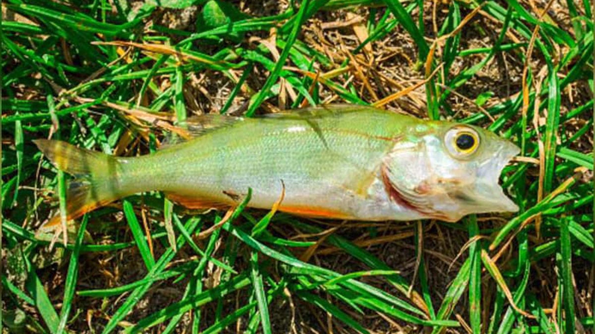 Raining fish in Texarkana