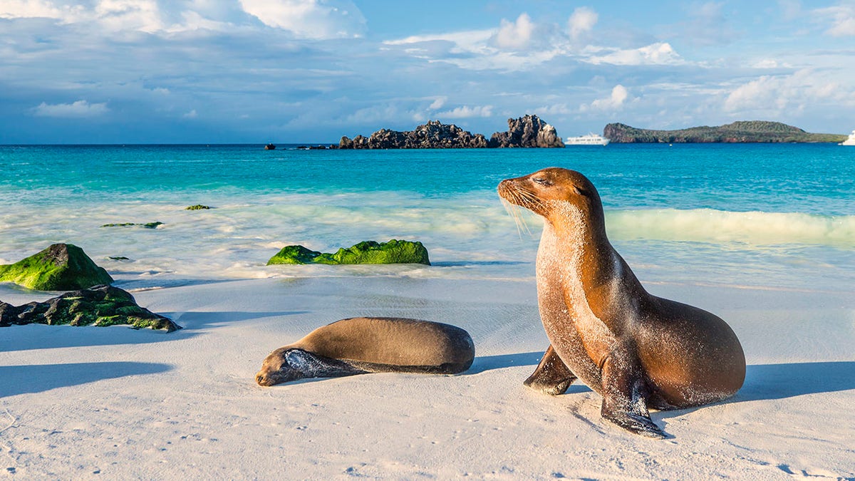 Galapagos sea lion