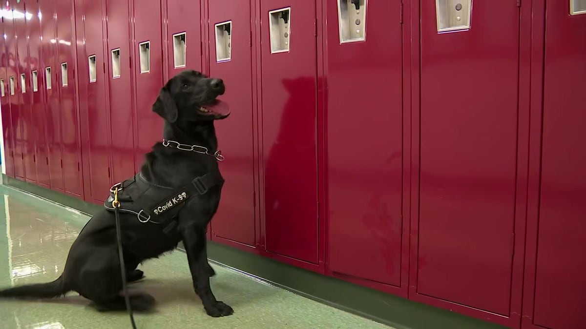 K-9 "Huntah" sits to signal his K-9 Handler Paul Douglas that he detected the scent of COVID near a locker. 