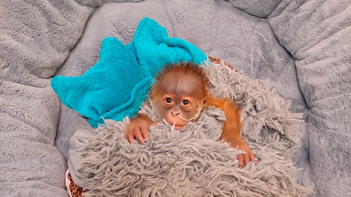 In this undated photo provided by Audubon Zoo in New Orleans, an endangered Sumatran orangutan infant, born on Dec. 24, 2021, rests in New Orleans. (Audubon Zoo via AP)