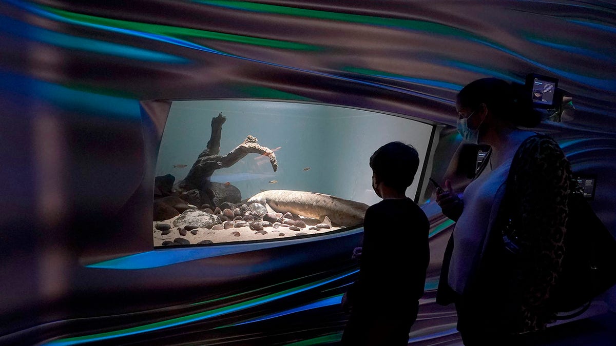 Visitors look at Methuselah