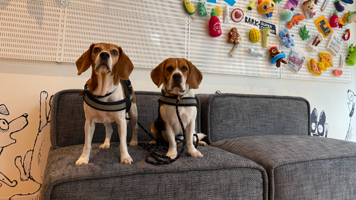 BarBox employees were welcomed back into their NY office by a group of adorable beagles waiting to screen employees upon entry. 