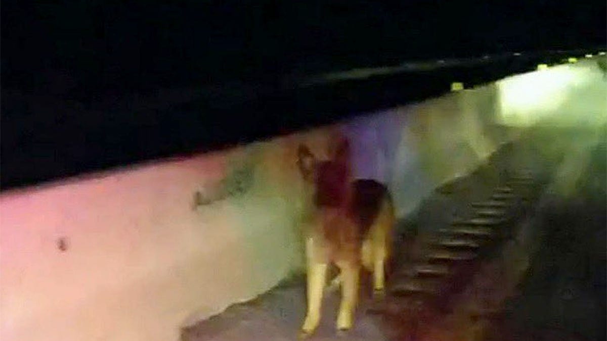 A frightened but brave dog Tinsley all by herself on the highway, after her owner's car crash.