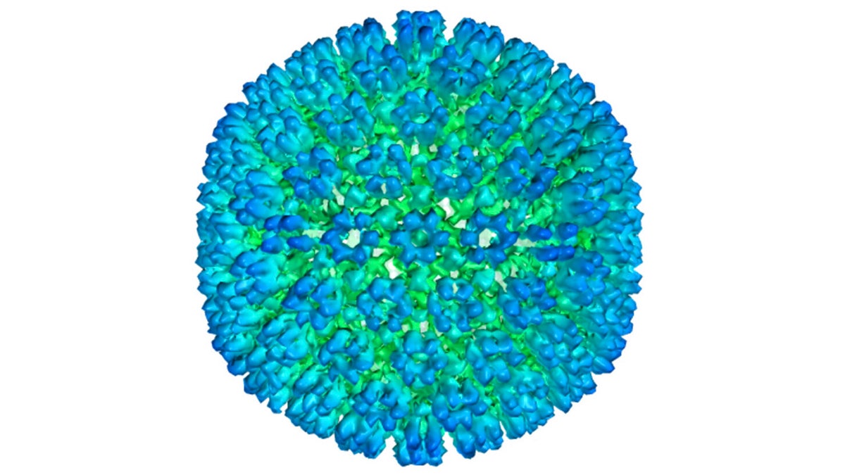 More evidence ties Epstein-Barr virus to multiple sclerosis, study says ...