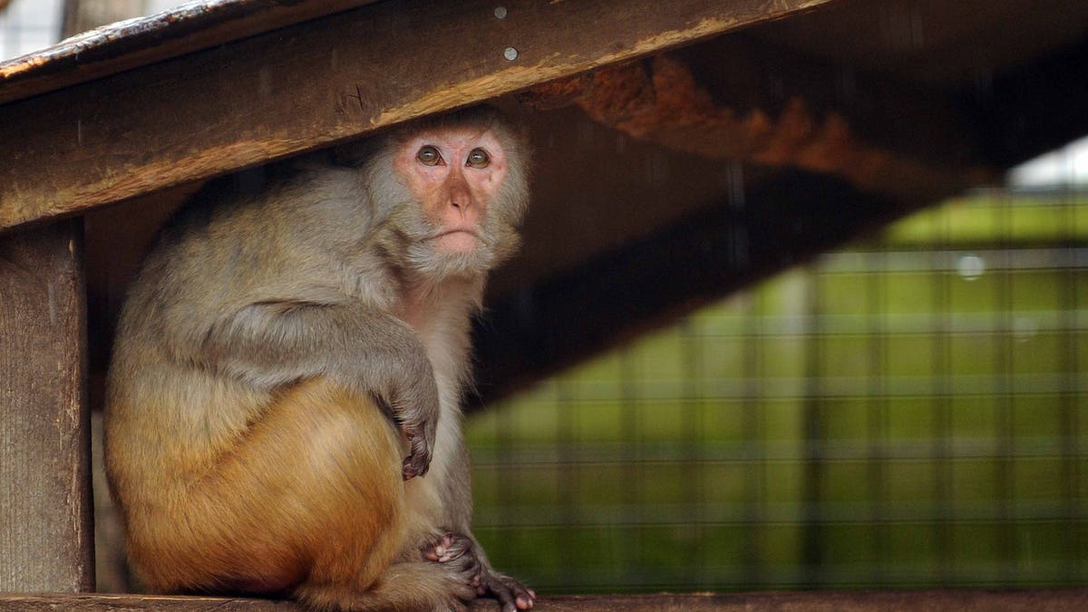 Rhesus Monkey in England zoo