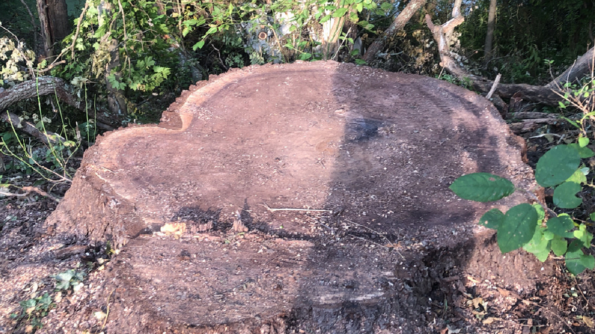 Black walnut tree stump in Mill Stream Run Reservation in Strongsville, Ohio