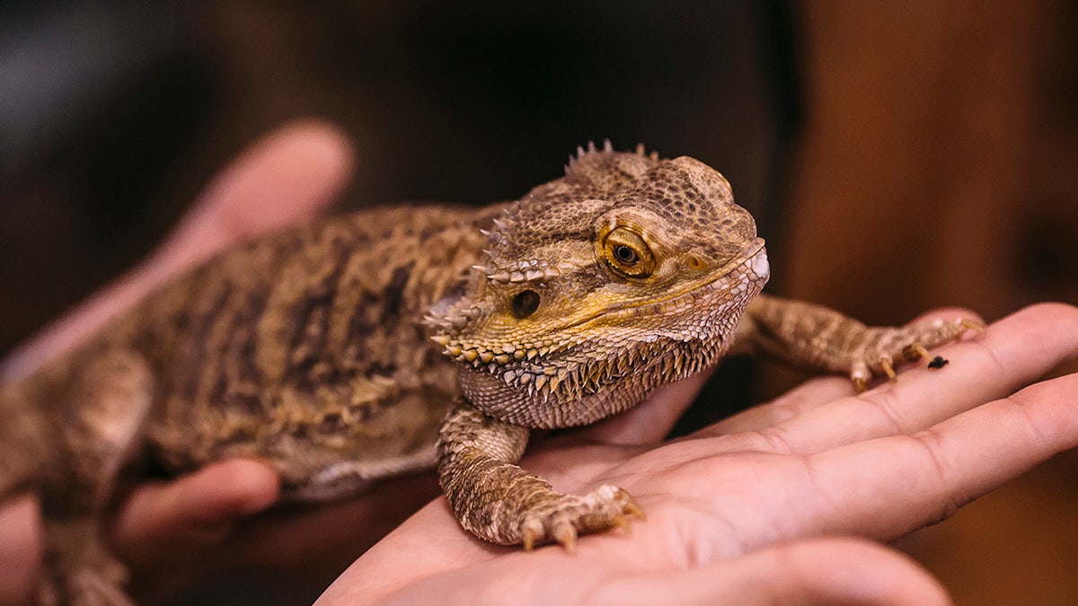 A bearded dragon perches on a person's palm