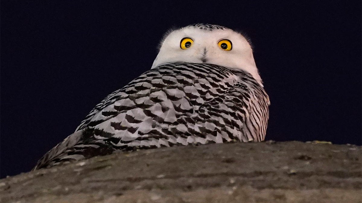 Snowy Owl Washington Monuments