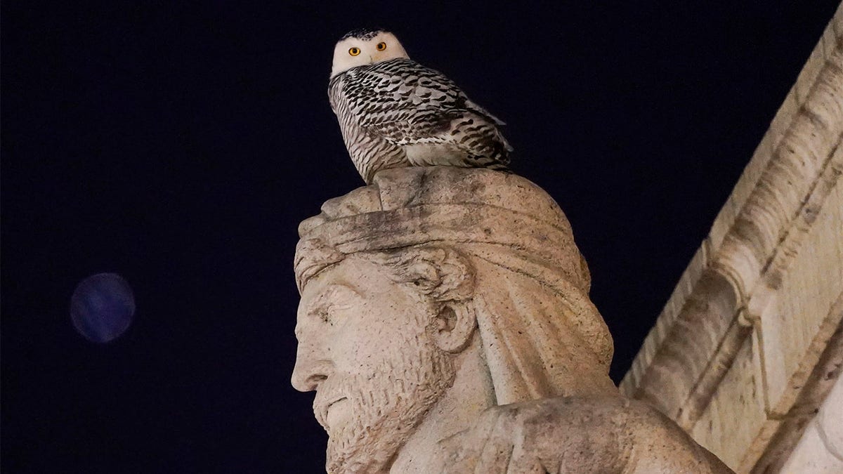 Snowy Owl Washington Monuments
