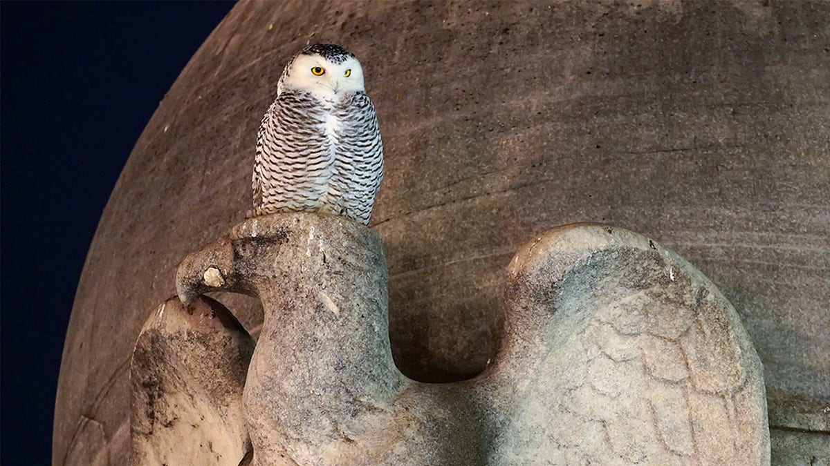 Snowy Owl Washington Monuments