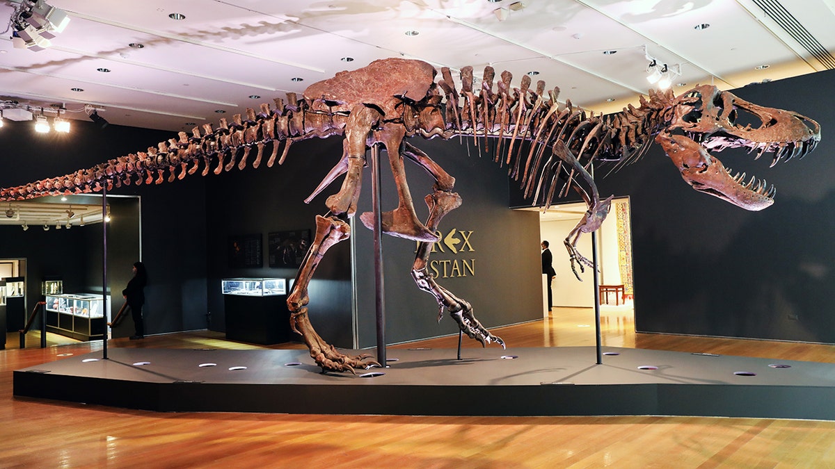 A Tyrannosaurus Rex dinosaur fossil skeleton is displayed in a gallery at Christie’s auction house on Sept. 17, 2020, in New York City.