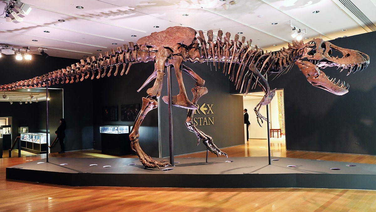 T-rex skeleton at fossil gallery