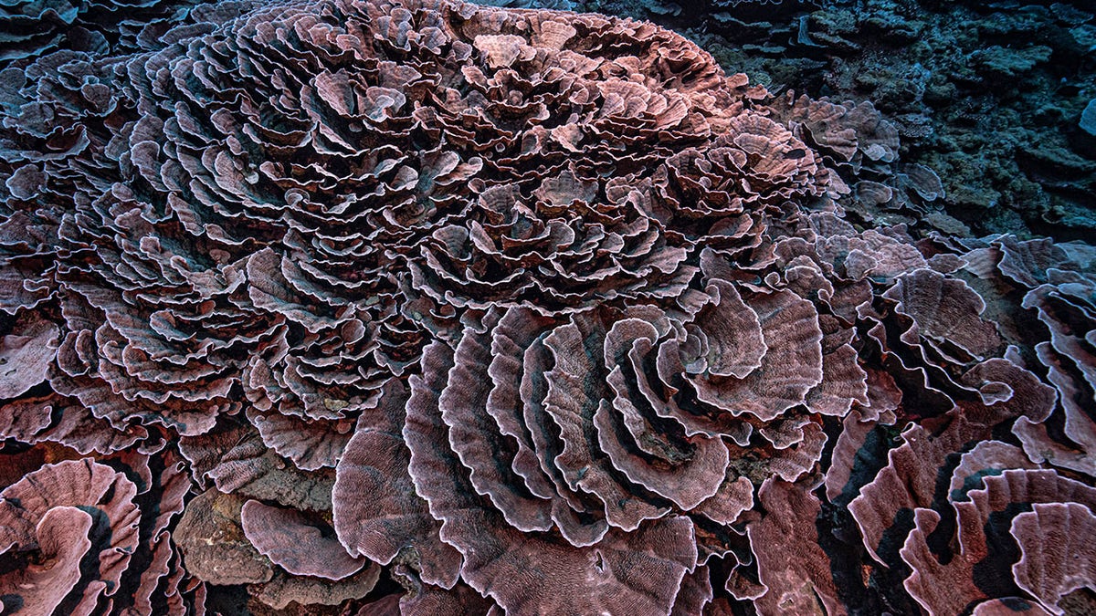 Tahiti Coral Reef 1