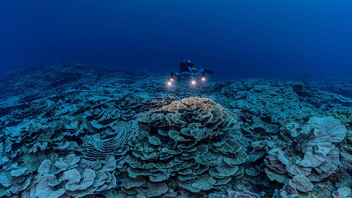 Tahiti Coral Reef 2