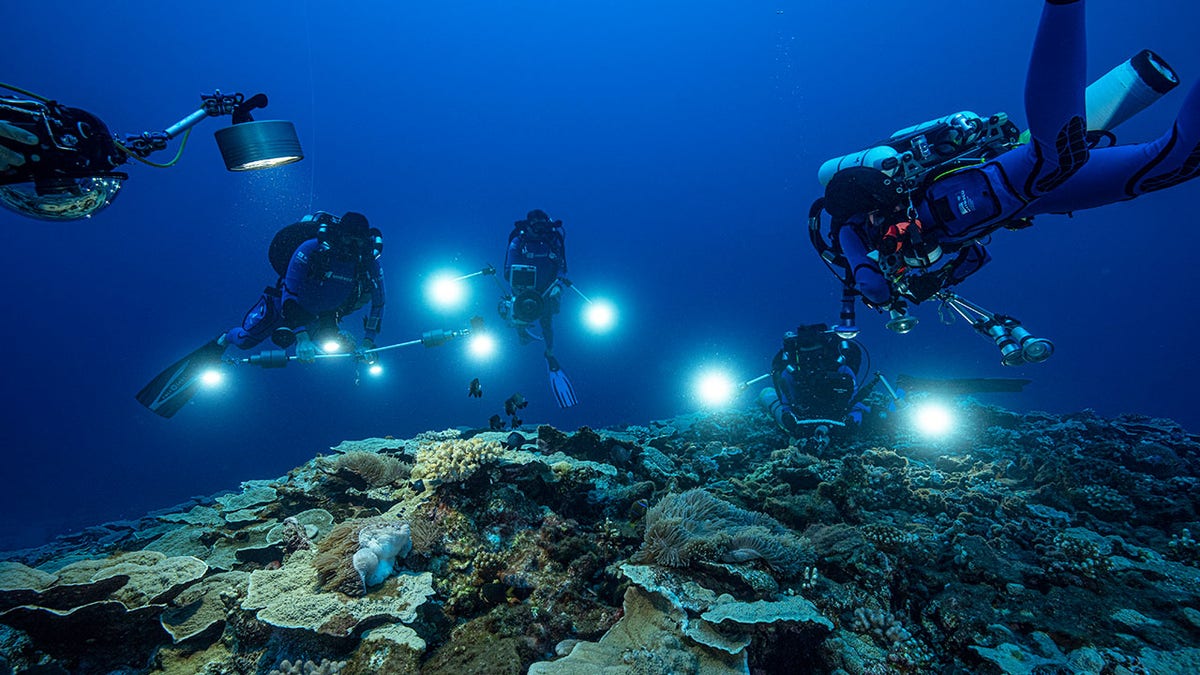 Tahiti Coral Reef 3
