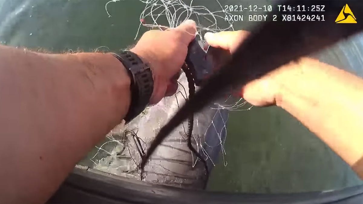 Miami-Dade marine patrol officer rescues dolphin