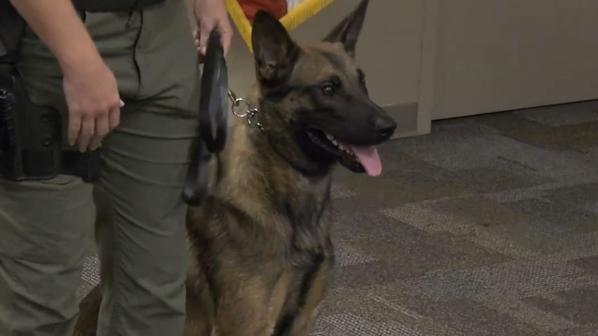 K-9 Roy is being named after a fallen sergeant (Credit: Hillsborough County Sheriff’s Office)