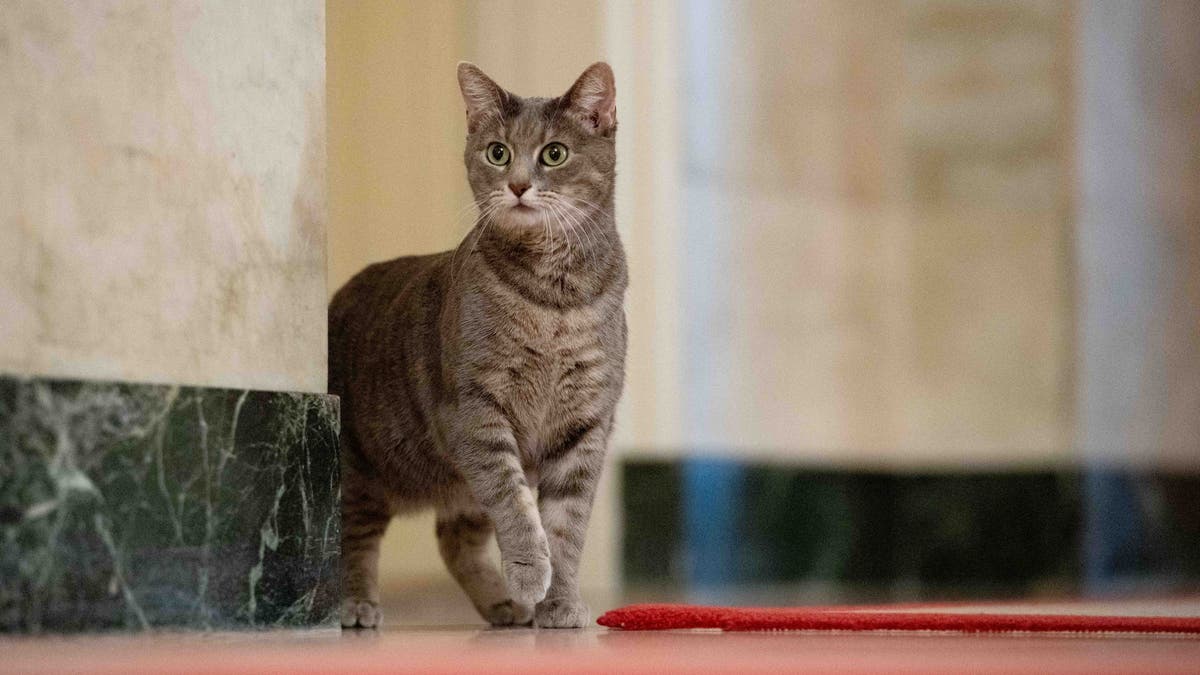 Willow, the Biden family’s new pet cat, explores the White House.
