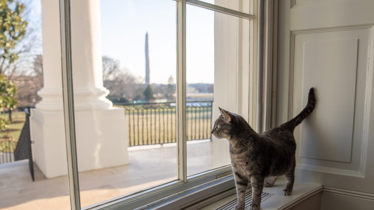 Willow, the Biden family’s new pet cat, wanders around the White House.