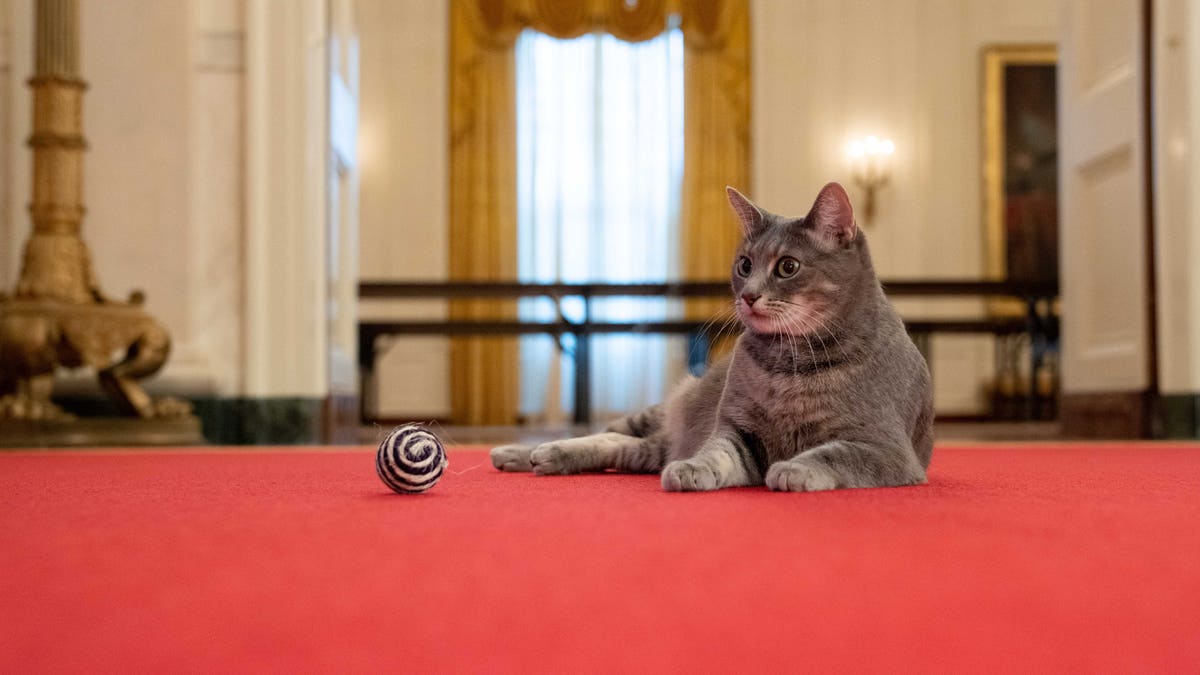 Willow, the Biden family’s new pet cat, relaxes hear a cat toy in the White House. 