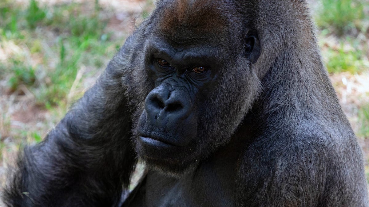 World's oldest male gorilla Ozzie dies in Atlanta Zoo