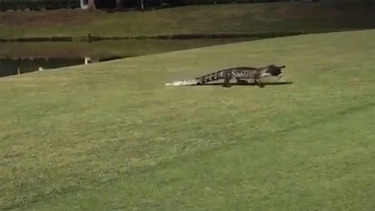 alligator fish Florida golf course