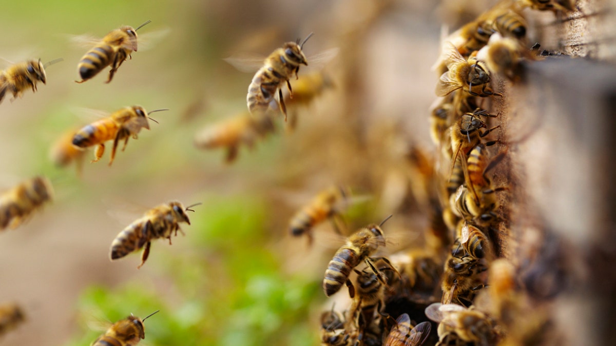 Bees flying around