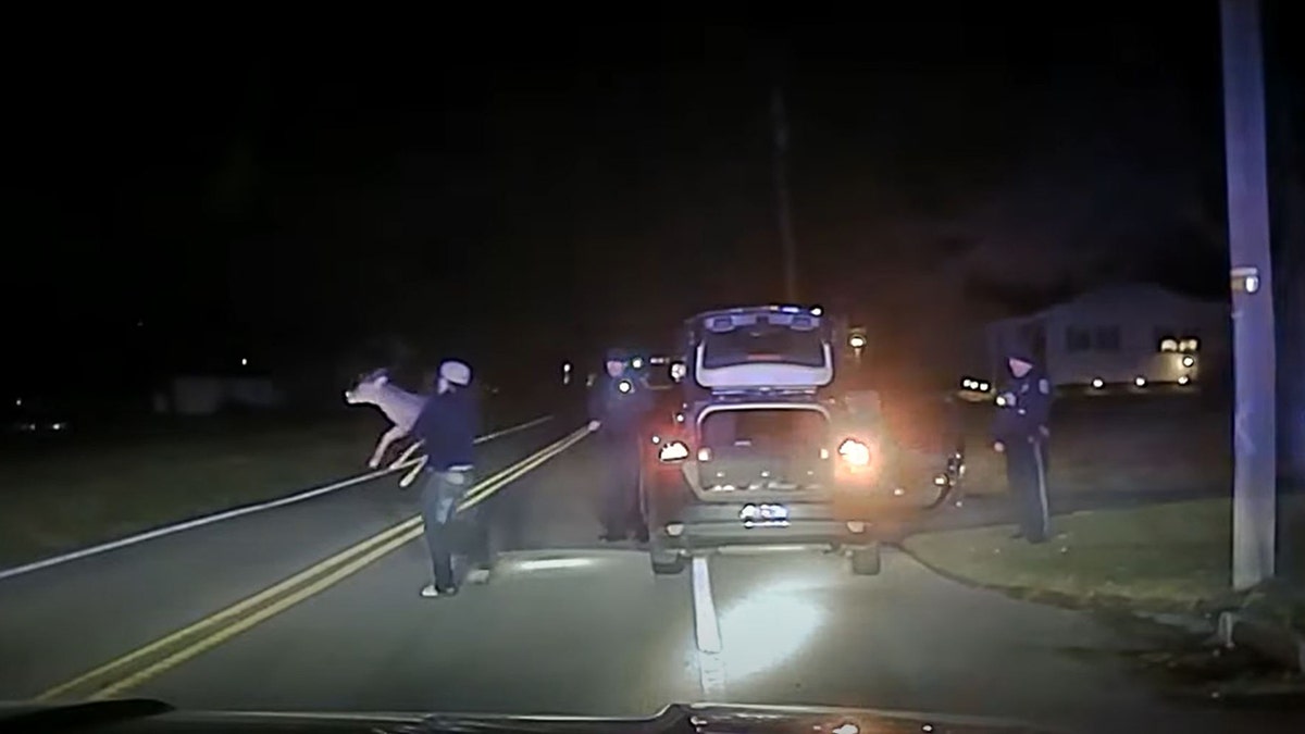 The officers asked the passenger, a 21-year-old man, to release the deer back into the wild.