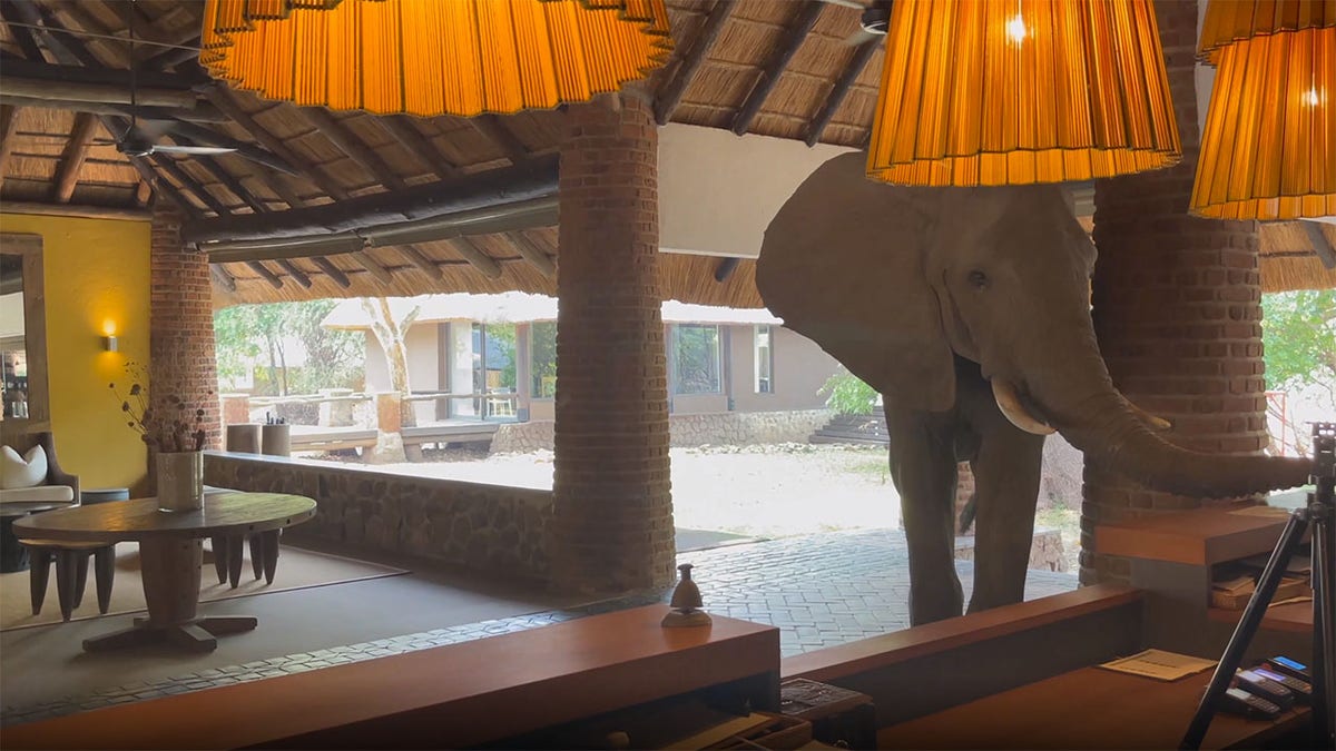 elephant in hotel lobby