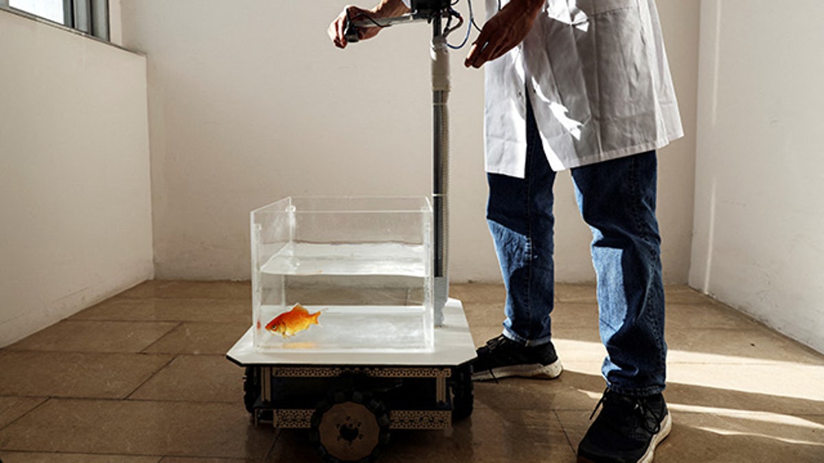 Researchers at Ben Gurion University have built a tank that a fish can drive around on land.