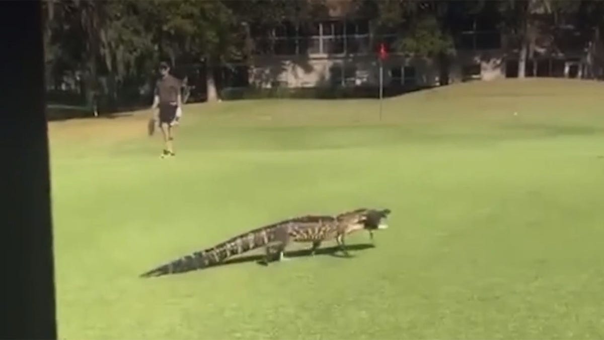 gator fish Florida golf course