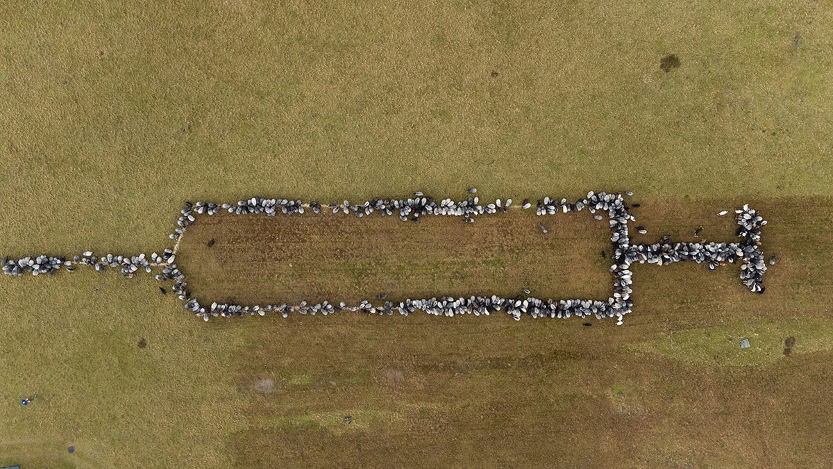 Sheep and goats stand together in Schneverdingen, Germany, forming a syringe approximately 100 meters long to promote vaccinations against COVID-19, Monday, Jan. 3, 2022.