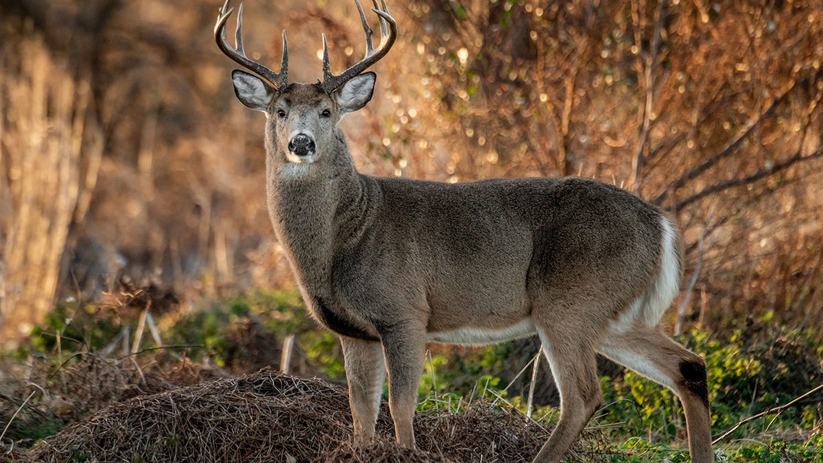 White tailed deer at sunrise