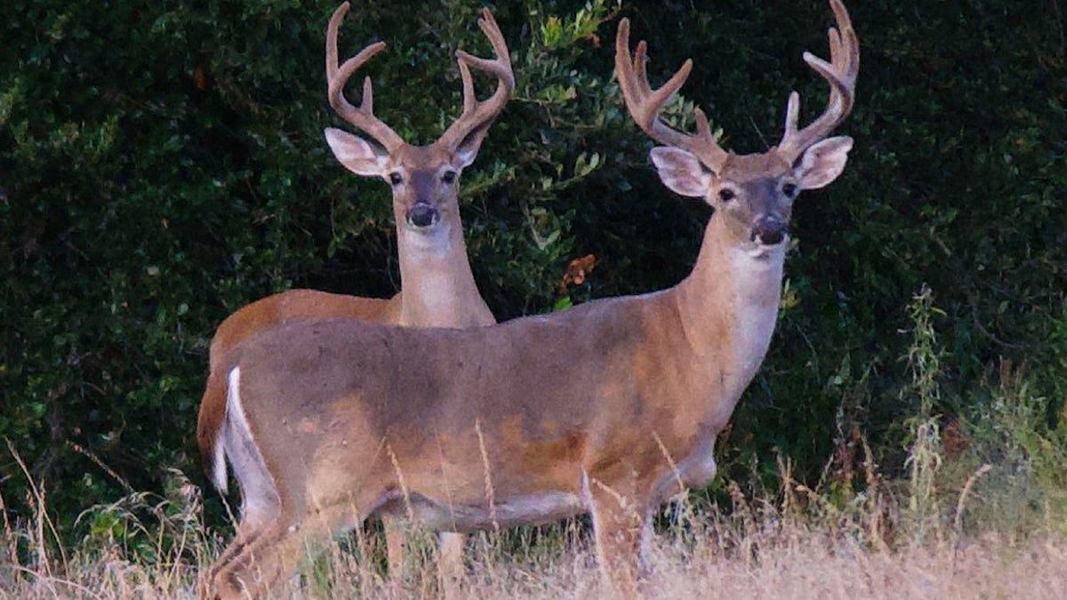 Deer bucks in field