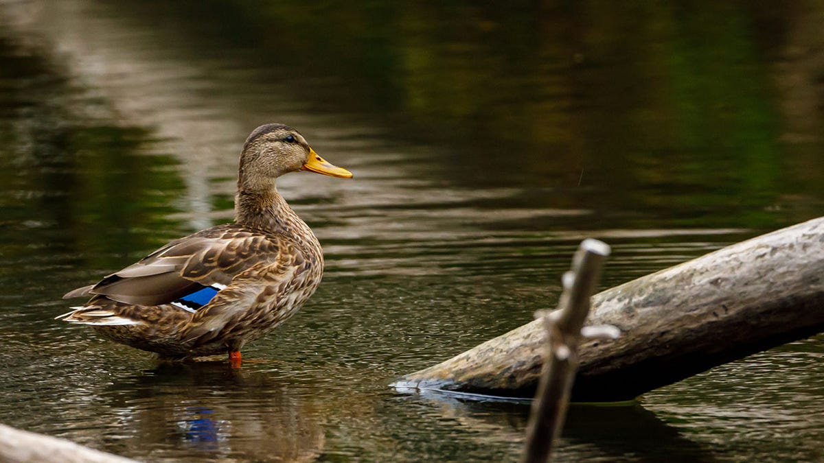 A wild duck in the river